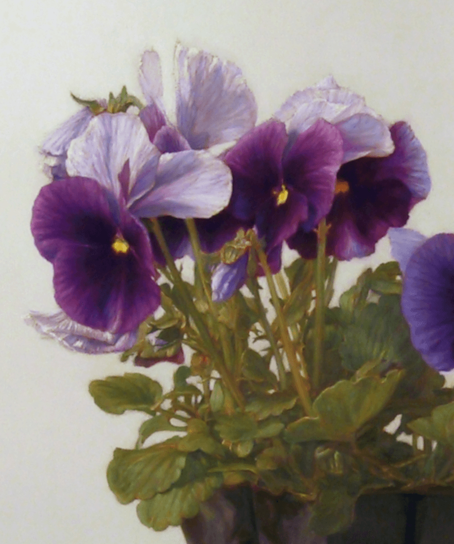 A detailed close-up from the oil painting 'Pansies.' This view focuses on the flower heads, highlighting the intricate colour transitions from deep purple faces to the bright yellow centres to the subtle, whites of the pansies. It showcases the fine brushwork used to render the delicate petals and the soft green leaves and stems of these young plants recently purchased and ready to be planted. Oil painting by John Hansen.